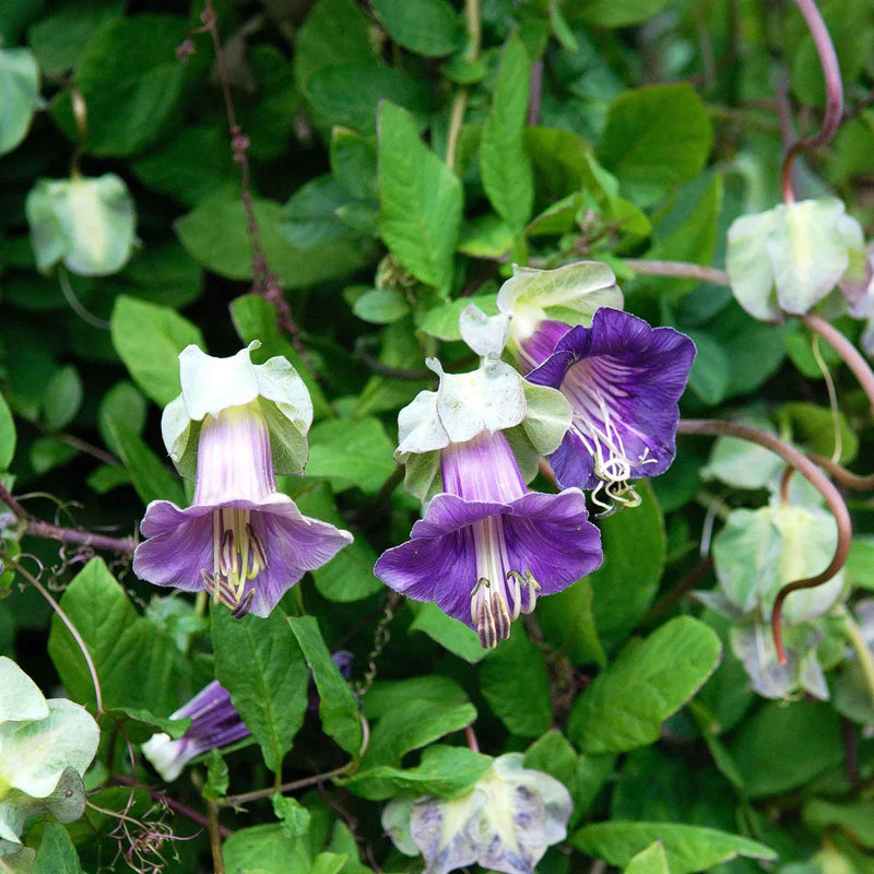 Cup & Saucer Flower seeds for Planting Wildflower Mix Heirloom & GMO Free Seeds for Home Garden 
 
 Sale for planting in home garden