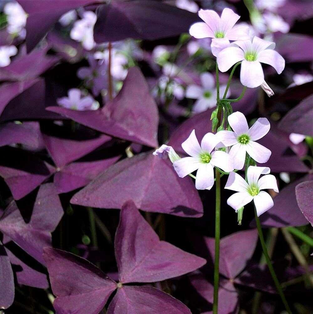 Oxalis Shamrock Flower seeds for Planting Wildflower Mix Heirloom & GMO Free Seeds for Home Garden 
 
 Sale for planting in home garden
