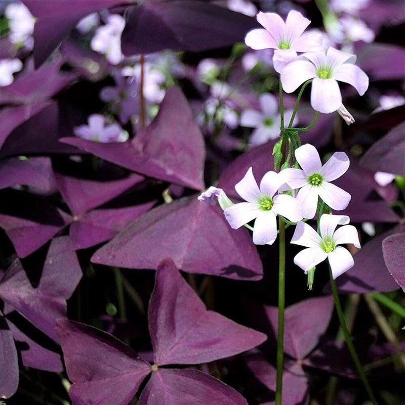 Oxalis Shamrock Flower seeds for Planting Wildflower Mix Heirloom & GMO Free Seeds for Home Garden 
 
 Sale for planting in home garden