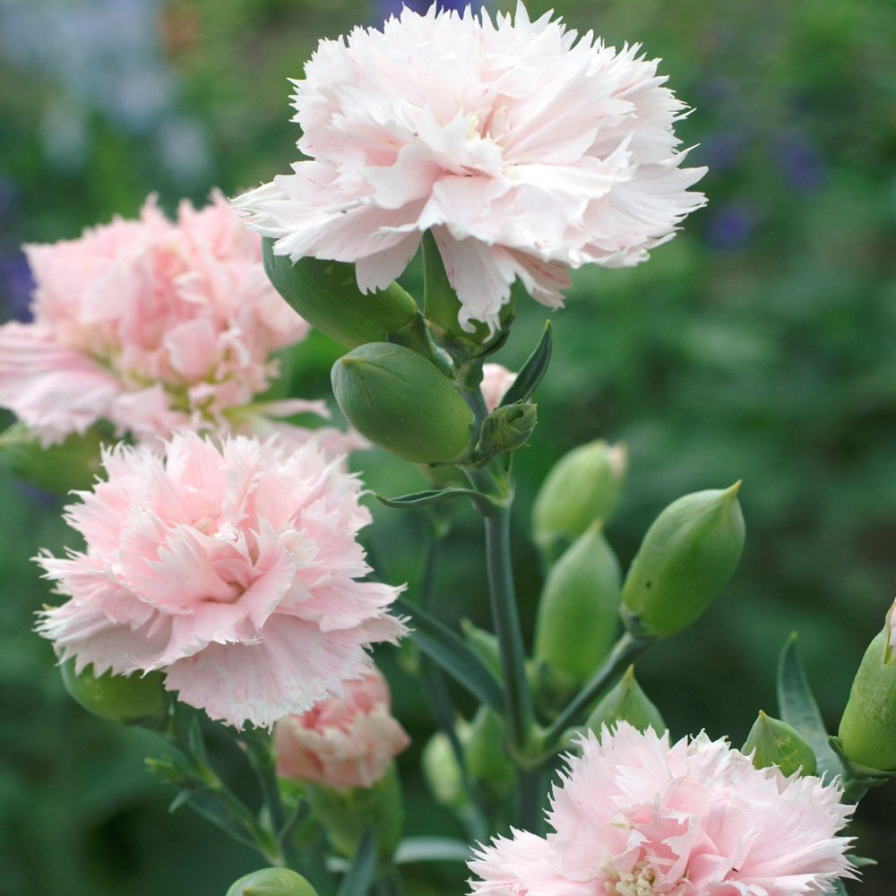 Light Pink Caryophyllus Flower seeds for Planting Bright Blooms Heirloom & GMO Free Seeds for Home Garden
 
 Sale seeds for home garden planting