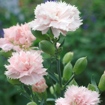 Light Pink Caryophyllus Flower seeds for Planting Bright Blooms Heirloom & GMO Free Seeds for Home Garden
 
 Sale seeds for home garden planting
