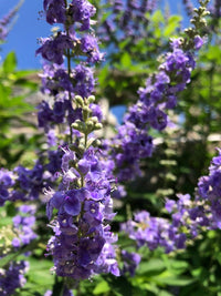 Purple Angus Castus Flower seeds for Planting - Seasonal Bloomer, Heirloom & GMO Free Seeds for Home Garden
 
 Sale seeds for planting in home garden