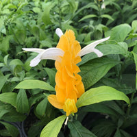 White Yellow Pachystachys Flower seeds for Planting Fragrant Blossoms Heirloom & GMO Free Seeds for Home Garden 
 
 Sale seeds for home garden planting