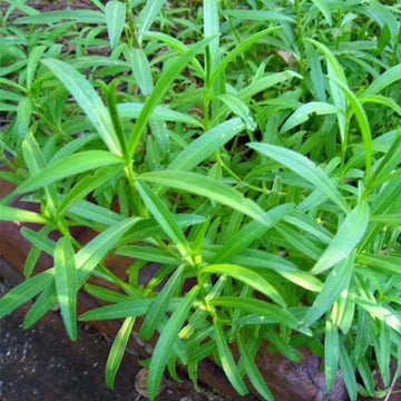 Tarragon Flower seeds for Planting - Cottage Garden Essential, Heirloom & GMO Free Seeds for Home Garden
 
 Sale seeds for planting in home garden