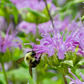 Purple Monarda Flower seeds for Planting Pollinator Friendly Heirloom & GMO Free Seeds for Home Garden
 
 Sale seeds for home garden planting