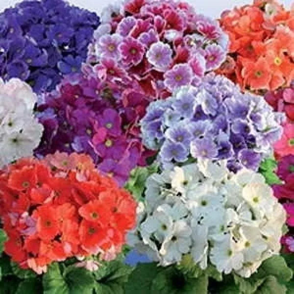 Obconica Flower seeds for Planting - Long Bloom Season, Heirloom & GMO Free Seeds for Home Garden
 
 Sale seeds for planting in home garden