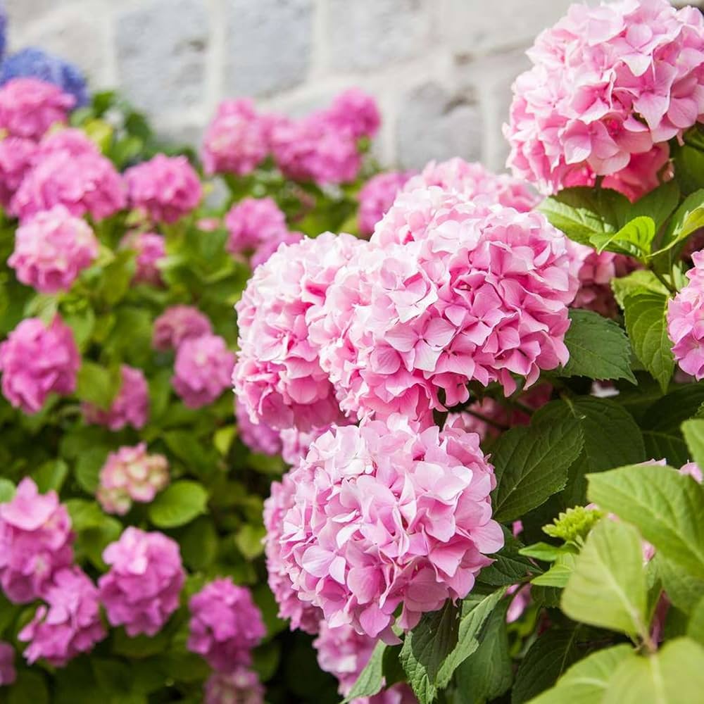 Hydrangea Flower seeds for Planting Bright Blooms Heirloom & GMO Free Seeds for Home Garden 
 
 Sale seeds for home garden planting