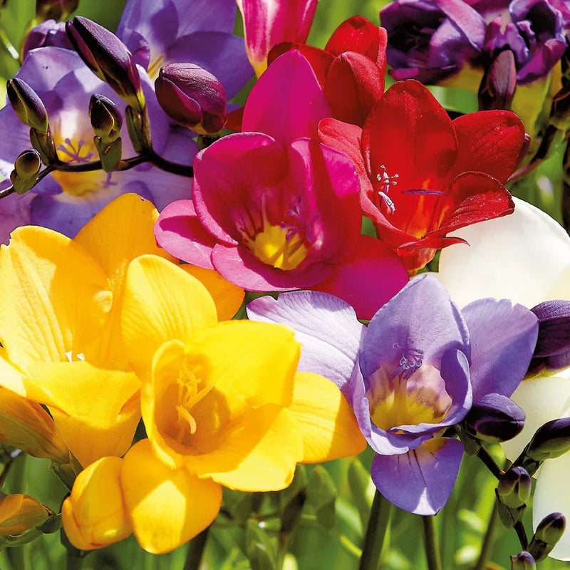 Fresia Flower seeds for Planting Sun Loving Heirloom & GMO Free Seeds for Home Garden 
 
 Sale seeds for home garden planting