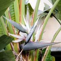 White Bird of Paradise Flower seeds for Planting Sun Loving Heirloom & GMO Free Seeds for Home Garden 
 
 Sale seeds for home garden planting