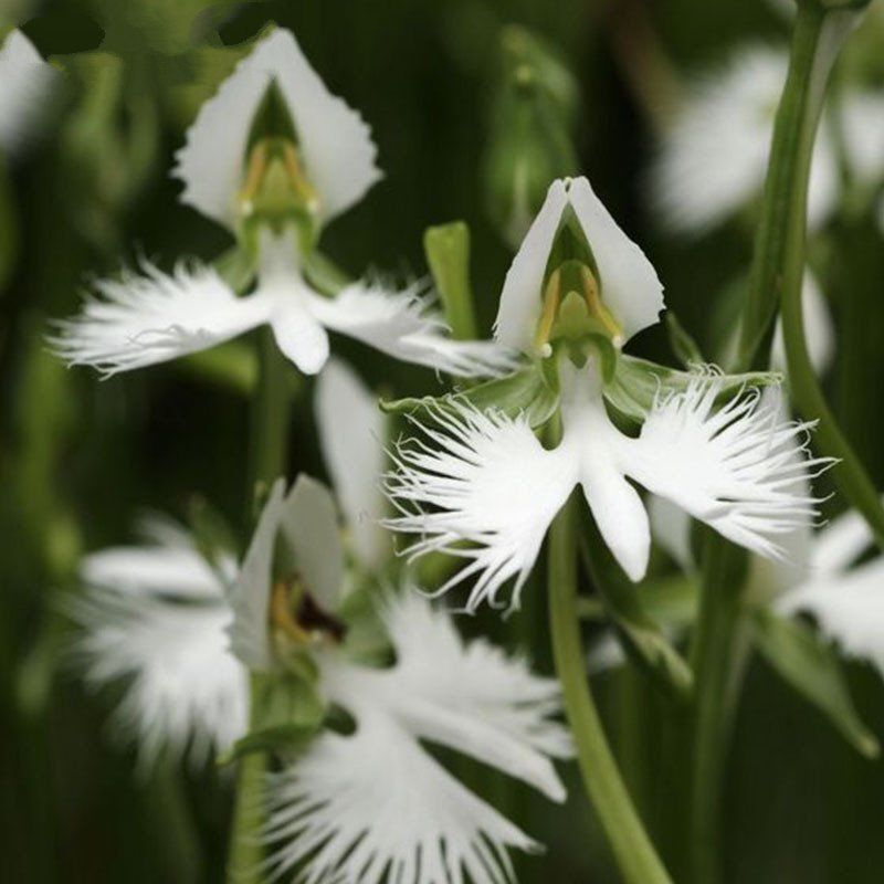 Heron Orchid Flower seeds for Planting Bright Blooms Heirloom & GMO Free Seeds for Home Garden 
 
 Sale seeds for home garden planting