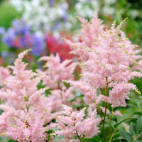 Pink Astilbe Flower seeds for Planting - Low Maintenance, Heirloom & GMO Free Seeds for Home Garden
 
 Sale seeds for home garden
