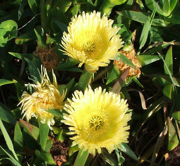 Carpobrotus Flower seeds for Planting Drought Tolerant Heirloom & GMO Free Seeds for Home Garden 
 
 Sale seeds for home garden planting