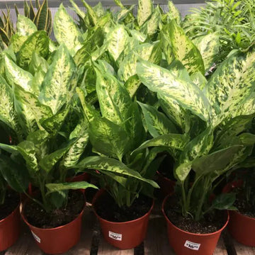 Green Sansevieria Flower seeds for Planting - Wildflower Mix, Heirloom & GMO Free Seeds for Home Garden
 
 Sale seeds for home garden