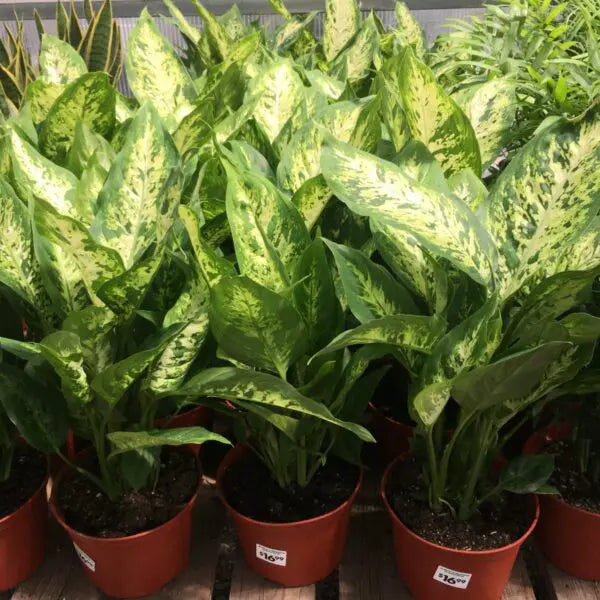 Green Sansevieria Flower seeds for Planting - Wildflower Mix, Heirloom & GMO Free Seeds for Home Garden
 
 Sale seeds for home garden