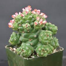 Monadenium Flower seeds for Planting - Low Maintenance, Heirloom & GMO Free Seeds for Home Garden
 
 Sale seeds for planting in home garden