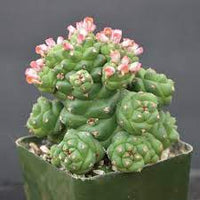 Monadenium Flower seeds for Planting - Low Maintenance, Heirloom & GMO Free Seeds for Home Garden
 
 Sale seeds for planting in home garden