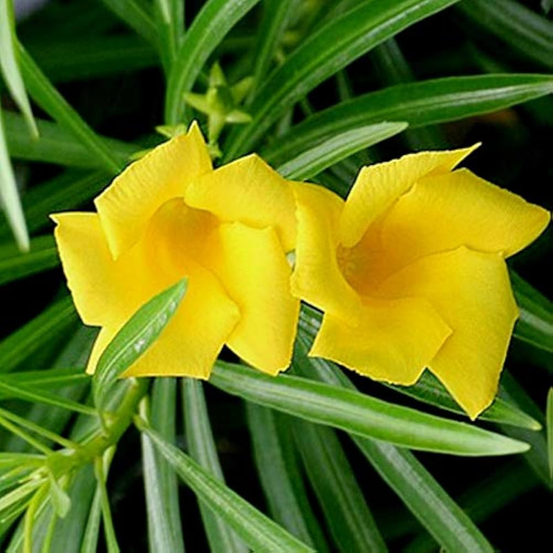 Thevetia Neriifolia Flower seeds for Planting - Fragrant Blossoms, Heirloom & GMO Free Seeds for Home Garden
Sale seeds for home garden