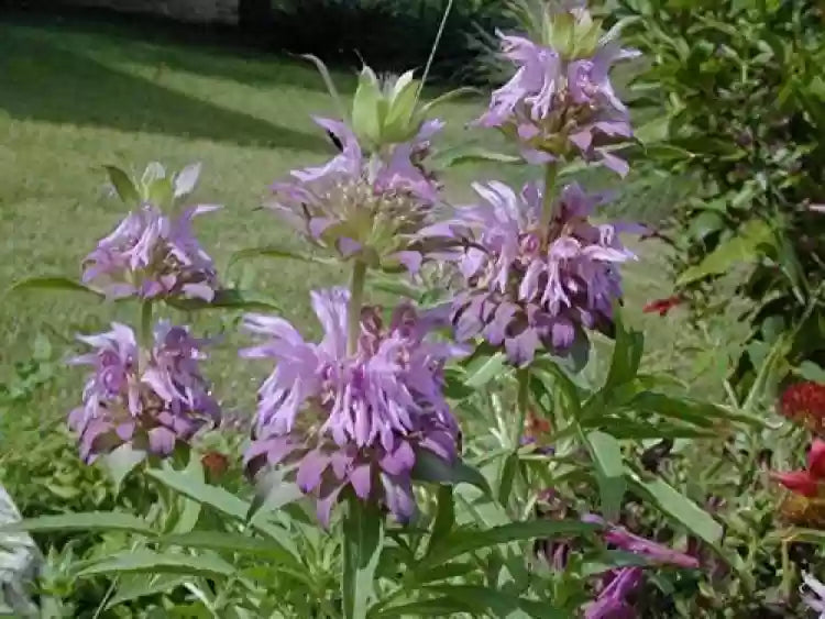 Lavender Lemon Mint Flower seeds for Planting - Low Maintenance, Heirloom & GMO Free Seeds for Home Garden
 
 Sale seeds for home garden