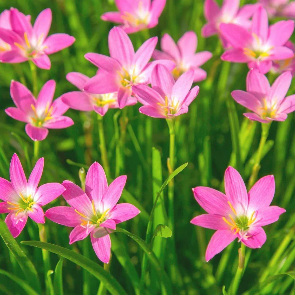 Pink Habranthus Robustus Flower seeds for Planting Sun Loving Heirloom & GMO Free Seeds for Home Garden 
 
 Sale seeds for home garden planting