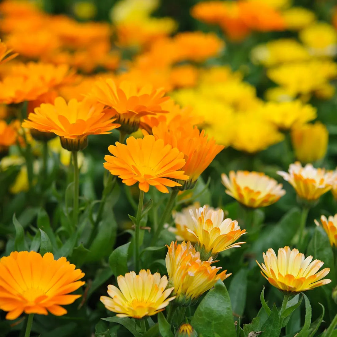 Calendula Flower seeds for Planting Colorful Display Heirloom & GMO Free Seeds for Home Garden