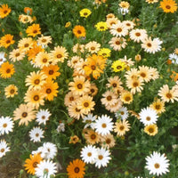 Dimorphotheca Flower seeds for Planting Shade Tolerant Heirloom & GMO Free Seeds for Home Garden