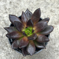 Echeveria Flower seeds for Planting Sun Loving Heirloom & GMO Free Seeds for Home Garden 
 
 Sale for planting in home garden