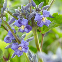 Clematis Heracleifolia Flower seeds for Planting Pollinator Friendly Heirloom & GMO Free Seeds for Home Garden 
 
 Sale seeds for home garden planting