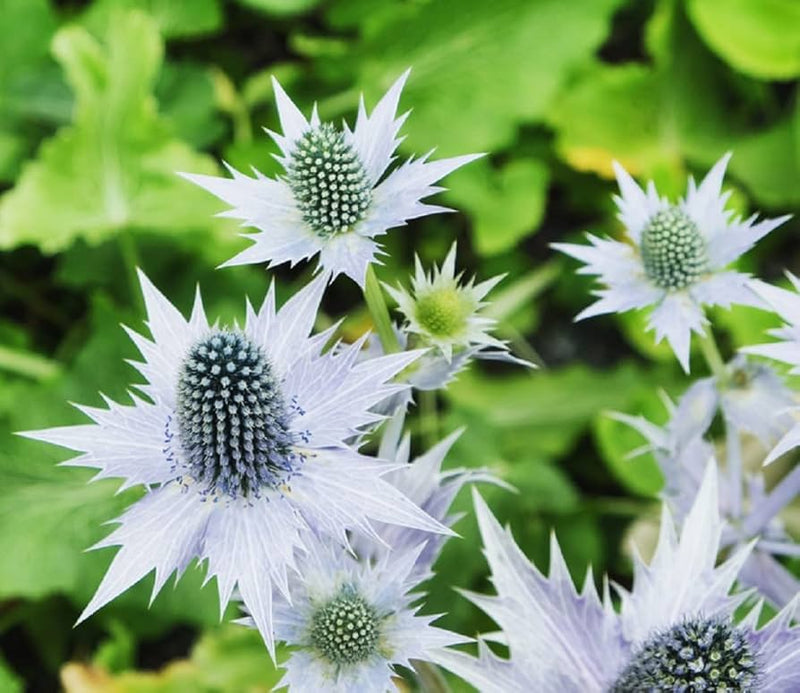 Silver Holly Flower seeds for Planting Hardy Variety Heirloom & GMO Free Seeds for Home Garden 
 
 Sale seeds for home garden planting