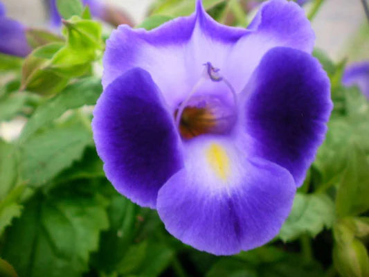 Purple Torenia Kauai Flower seeds for Planting - Hardy Variety, Heirloom & GMO Free Seeds for Home Garden