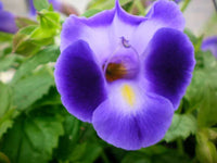 Purple Torenia Kauai Flower seeds for Planting - Hardy Variety, Heirloom & GMO Free Seeds for Home Garden
