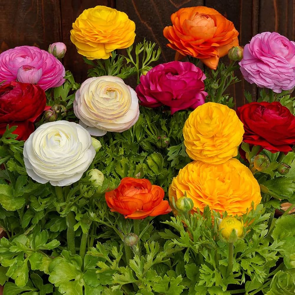 Mixed Ranunculus Flower seeds for Planting - Drought Tolerant, Heirloom & GMO Free Seeds for Home Garden
 
 Sale seeds for planting in home garden