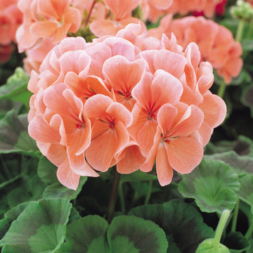 Peach Geranium Flower seeds for Planting Vibrant Colors Heirloom & GMO Free Seeds for Home Garden 
 
 Sale seeds for home garden planting