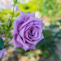 Violet Rose Flower seeds for Planting Drought Tolerant Heirloom & GMO Free Seeds for Home Garden
 
 Sale seeds for home garden planting