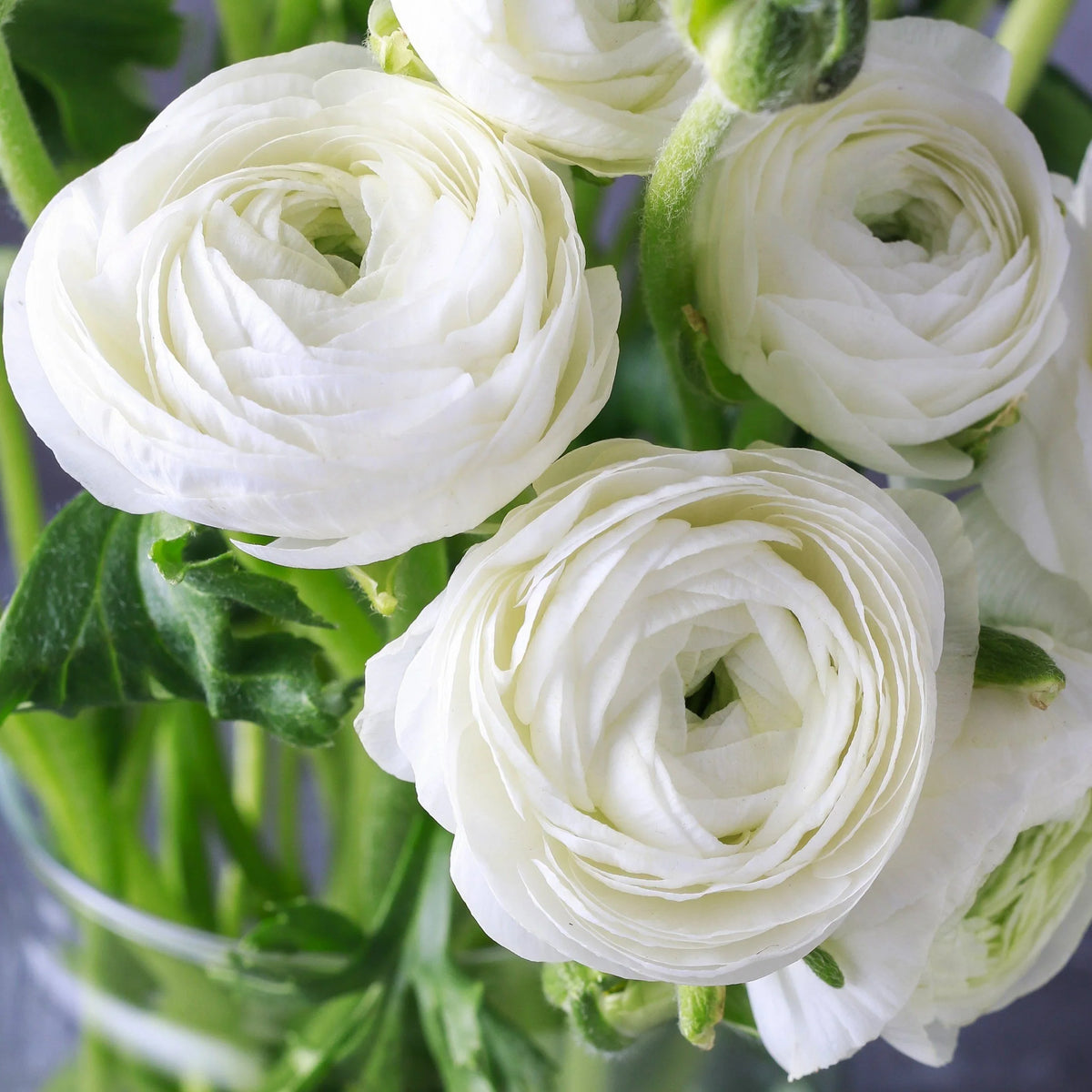 Ranunculus Asiaticus Flower seeds for Planting Vibrant Colors Heirloom & GMO Free Seeds for Home Garden 
 
 Sale seeds for home garden planting