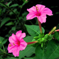 Pink Mirabilis Jalapa Flower seeds for Planting - Fragrant Blossoms, Heirloom & GMO Free Seeds for Home Garden
 
 Sale for planting in home garden