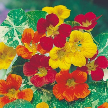 Mixed Nasturtium Flower seeds for Planting Fragrant Blossoms Heirloom & GMO Free Seeds for Home Garden 
 
 Sale seeds for home garden planting