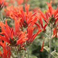 Hummingbird Flower seeds for Planting Seasonal Bloomer Heirloom & GMO Free Seeds for Home Garden 
 
 Sale seeds for home garden planting