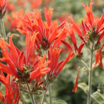 Hummingbird Flower seeds for Planting Seasonal Bloomer Heirloom & GMO Free Seeds for Home Garden 
 
 Sale seeds for home garden planting