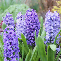 Hyacinthus Flower seeds for Planting Garden Favorite Heirloom & GMO Free Seeds for Home Garden
 
 Sale seeds for home garden planting