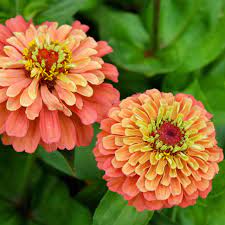 Lime Orange Zinnia Flower seeds for Planting - Compact Growth, Heirloom & GMO Free Seeds for Home Garden
 
 Sale seeds for planting in home garden
