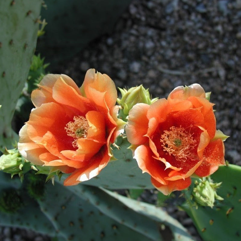 Orange Opuntia Flower seeds for Planting Hardy Variety Heirloom & GMO Free Seeds for Home Garden 
 
 Sale seeds for home garden planting