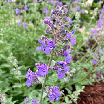 Sky Blue Mini Violet Rare Flower Seeds for Planting Easy to Grow Heirloom & GMO Free Seeds for Home Garden
 
 Sale
