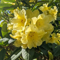 Yellow Rhododendron Flower seeds for Planting Long Bloom Season Heirloom & GMO Free Seeds for Home Garden 
 
 Sale seeds for home garden planting