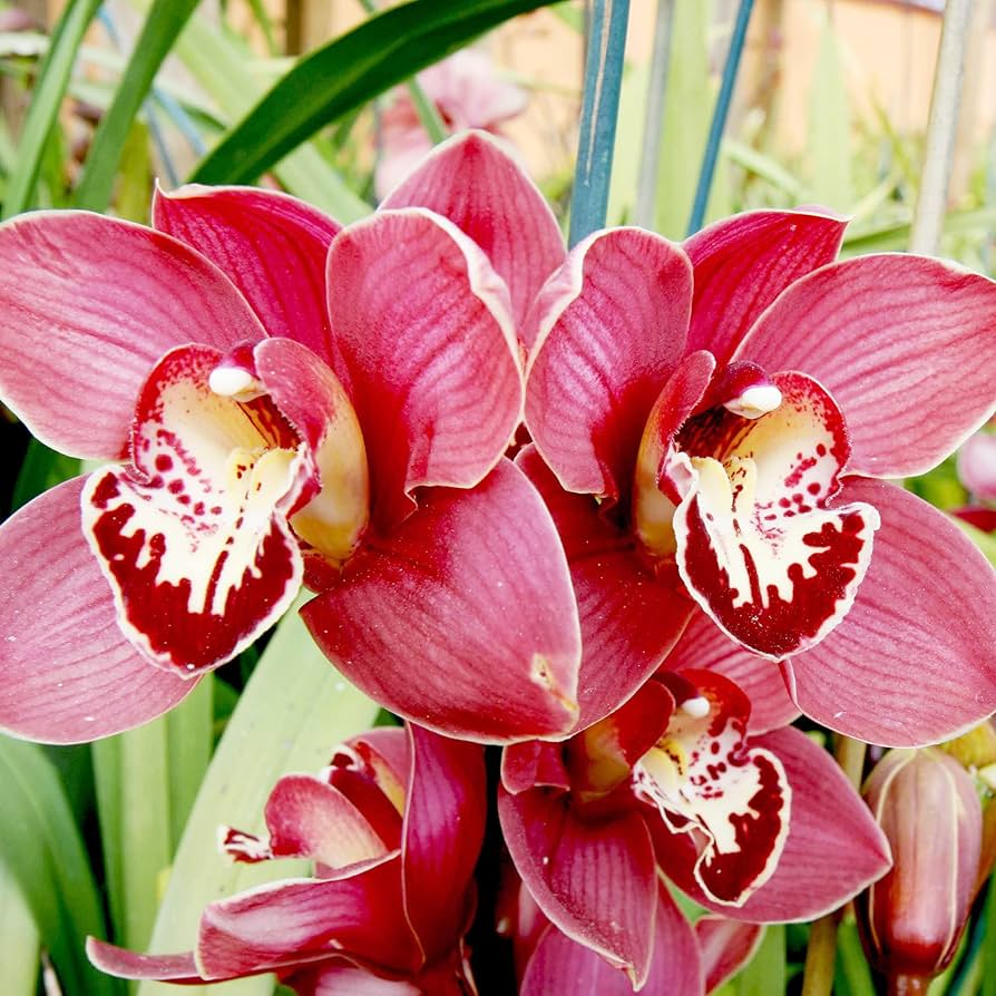 Cymbidium Faberi Flower seeds for Planting Easy to Grow Heirloom & GMO Free Seeds for Home Garden 
 
 Sale seeds for home garden planting