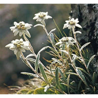 White Leontopodium Flower seeds for Planting - Hardy Variety, Heirloom & GMO Free Seeds for Home Garden
 
 Sale seeds for planting in home garden