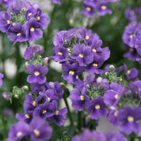 Blue Nemesia Flower seeds for Planting Pollinator Friendly Heirloom & GMO Free Seeds for Home Garden 
 
 Sale seeds for home garden planting