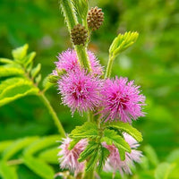 Heirloom Mimosa Pudica Flower seeds for Planting Perfect for Borders Heirloom & GMO Free Seeds for Home Garden