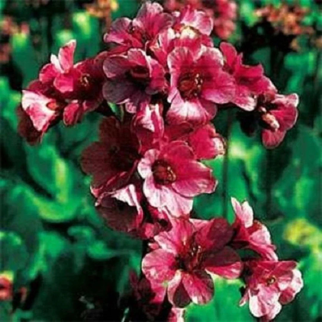 Red Bergenia Cordifolia Flower seeds for Planting - Compact Growth, Heirloom & GMO Free Seeds for Home Garden