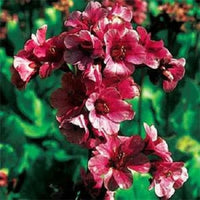Red Bergenia Cordifolia Flower seeds for Planting - Compact Growth, Heirloom & GMO Free Seeds for Home Garden