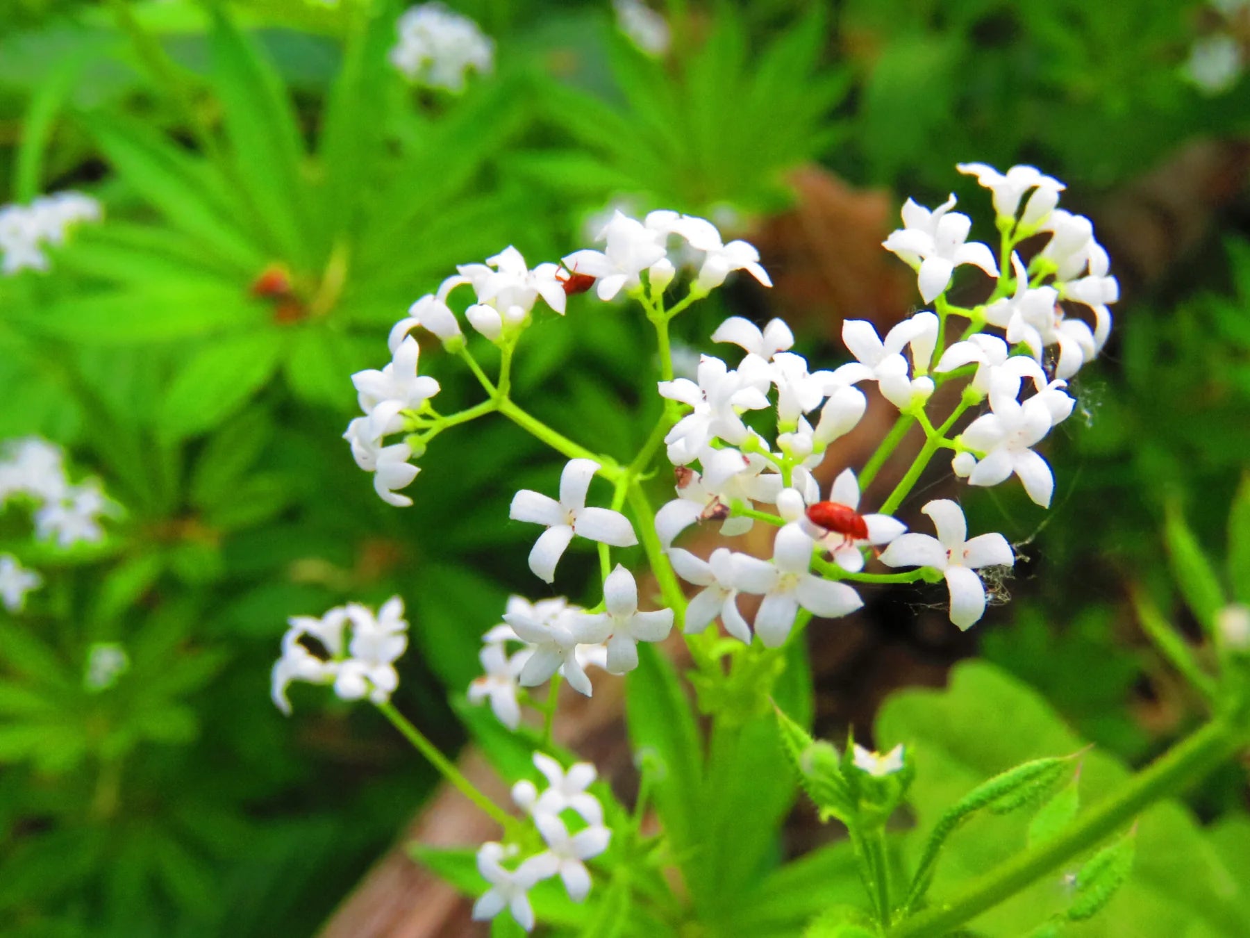 Woodruff Flower seeds for Planting - Compact Growth, Heirloom & GMO Free Seeds for Home Garden